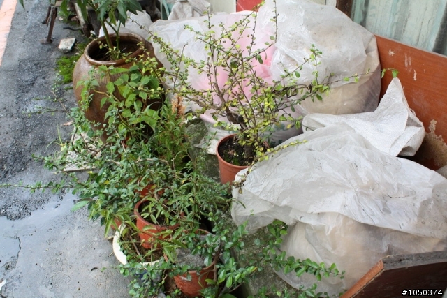 (求救)我的福建茶出問題了(有圖)