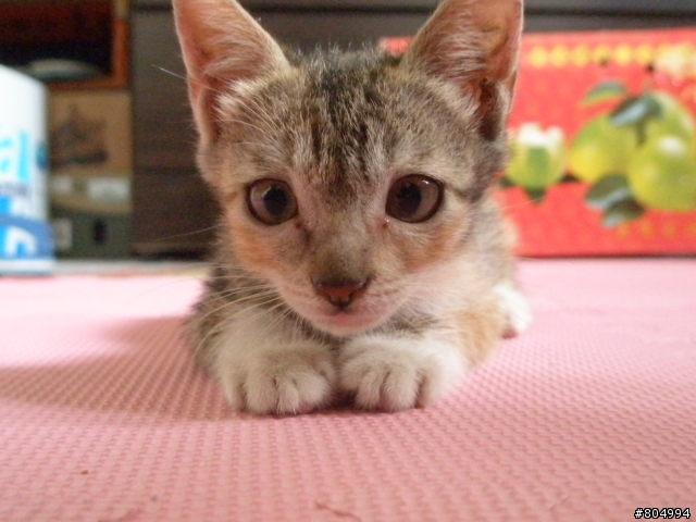 【送養】可愛的小幼貓2枚，希望可以找到溫暖的家