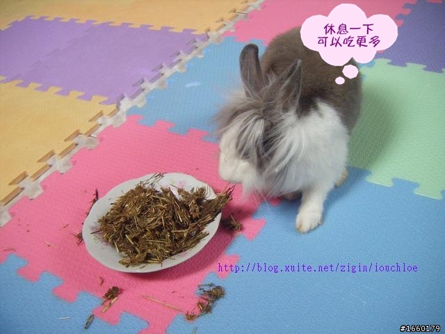 一起分享DIY兔餅乾