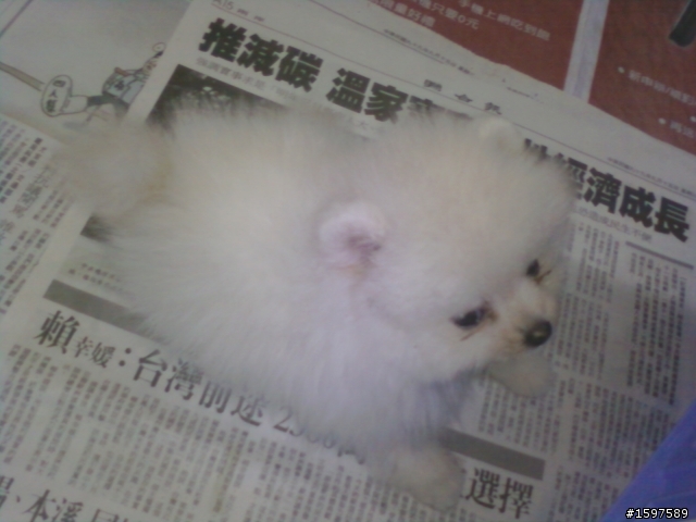 分享白博美兩個月大..............................
