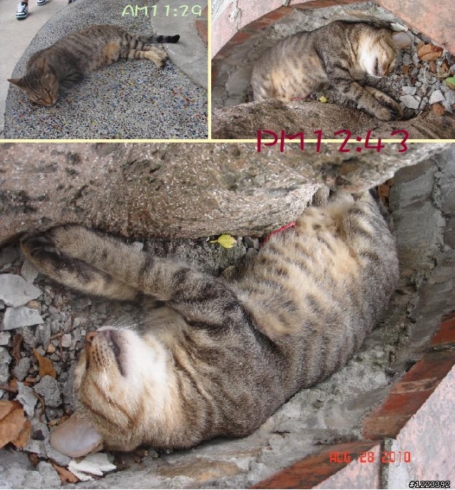 [遊記] 來去猴硐遊貓村
