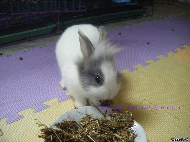 一起分享DIY兔餅乾