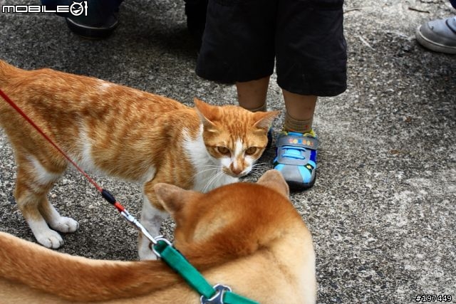 猴硐貓村-除了貓之外也有很多好拍的呢