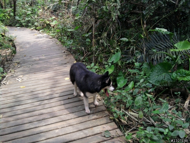 [登山] 柴山動物園登山口 ( 凡那比把柴山吹的好慘 )