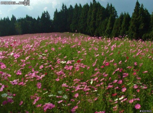 福壽山農場 波斯菊花海