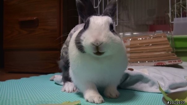 9/6 寶貝愛兔 - 球球 生日大餐