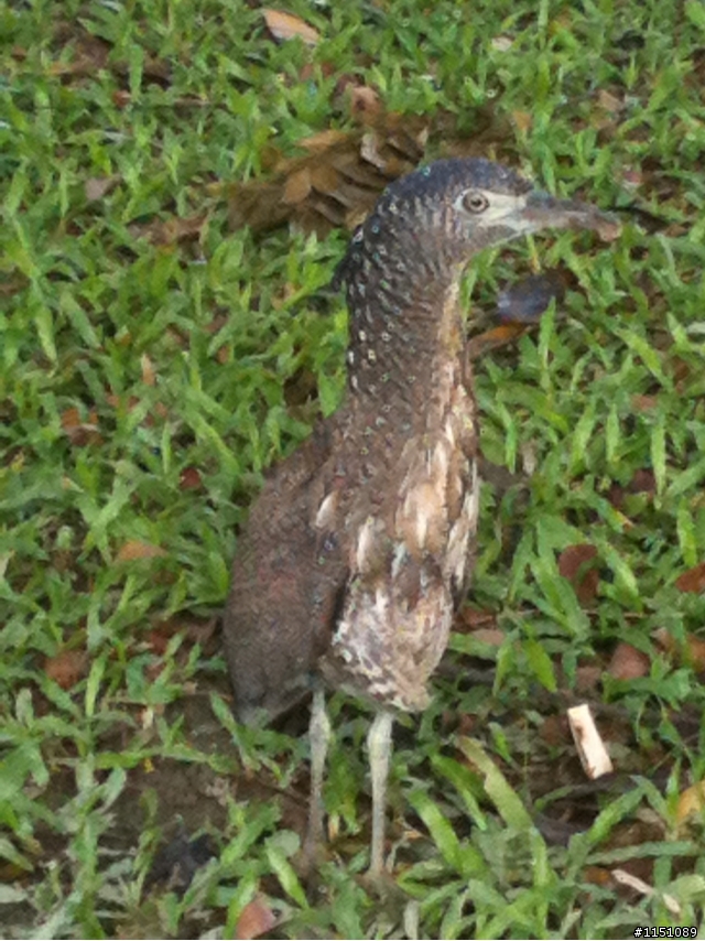 請問，這是什麼鳥？