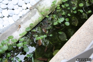 [求救] 請問這是哪一種藻呢? 該如何根治