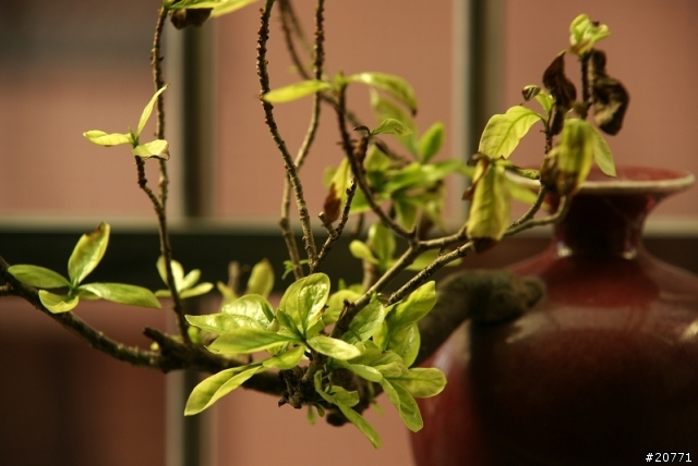 請問這盆植物還有救嗎？