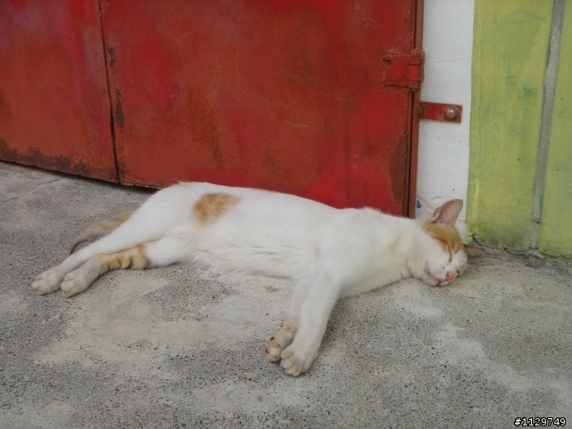 橫渡日月潭+日月潭路線考察!