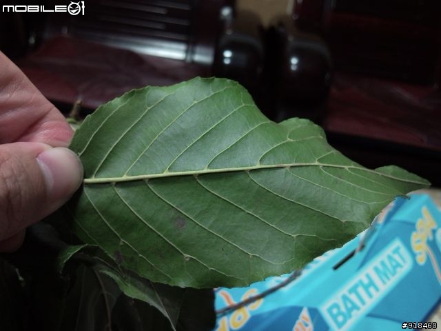 不知名樹木求問?