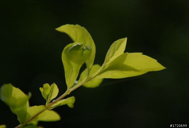 NIKON 24-120 mm F/4G VR N 開箱