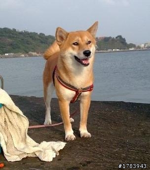 協尋狗狗：10/23(六)上午10~11點左右於屏東麟洛地區的台灣宅配通附近走失的柴犬(母)