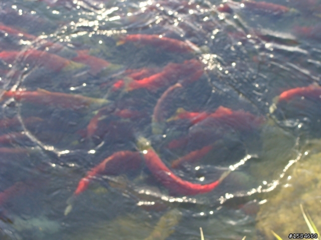 溫哥華賞楓及4年一次鮭魚大迴游