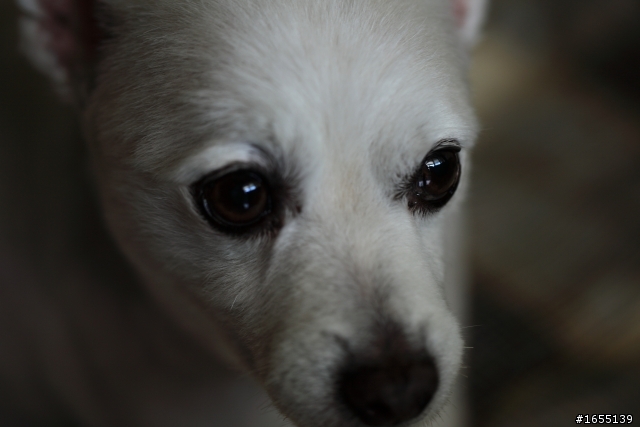 簡單開箱EF100mm F2.8L MACRO IS USM