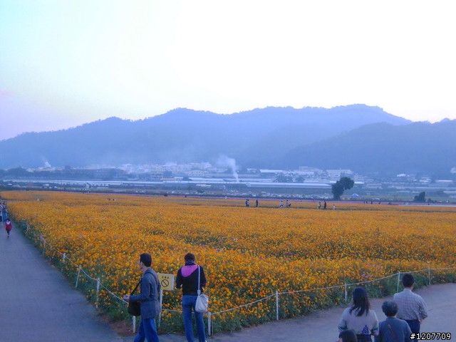 10/16 新社花海歡喜慶開幕