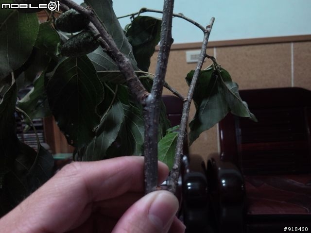 不知名樹木求問?