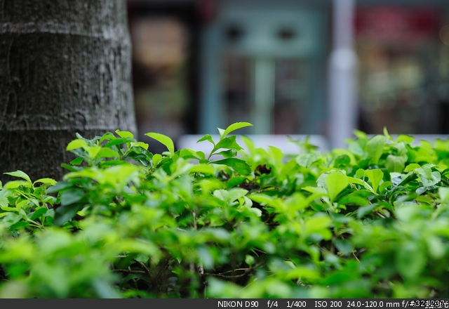 [分享] Nikon 24-120mm f/4G ED VR 解毒照