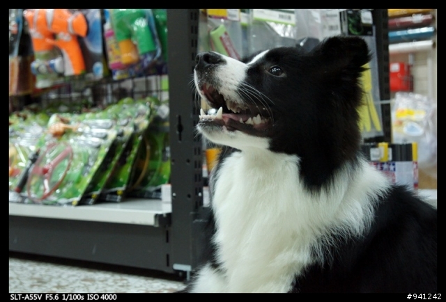 傍晚出現的意外小訪客~邊境牧羊犬 MAX