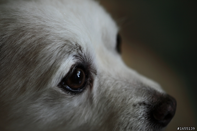 簡單開箱EF100mm F2.8L MACRO IS USM