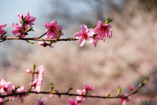 2010．關西．花見