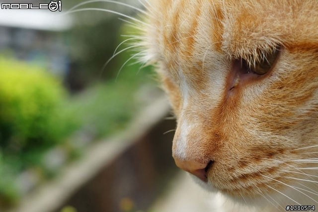 猴硐尋貓記！(圖多慎入)
