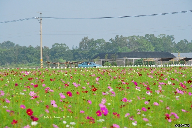 2010 新社花海節 * 樂活 99 好心情 ( 10月17日 最新花況 ) 更新