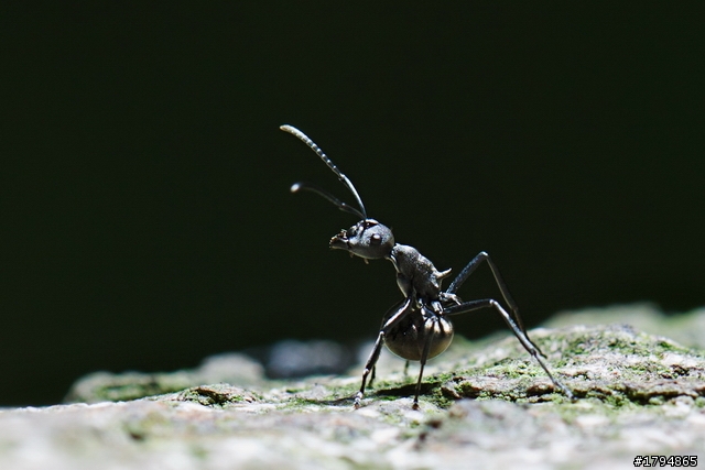 大陸影友來給EF100mm f2.8L Macro IS USM蓋大樓~~~~