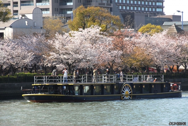 2010．關西．花見