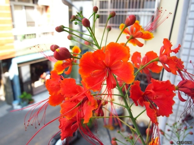 分享一下 我家的花花草草跟小魚兒
