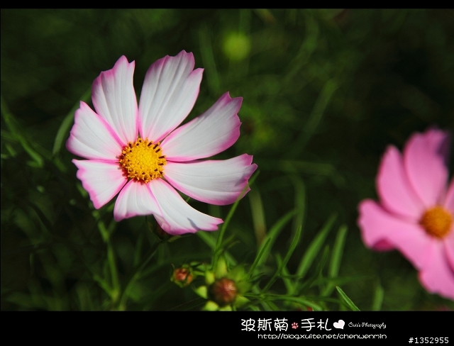 新竹-攝影景點分享~波斯菊花海不用跑到台中了!