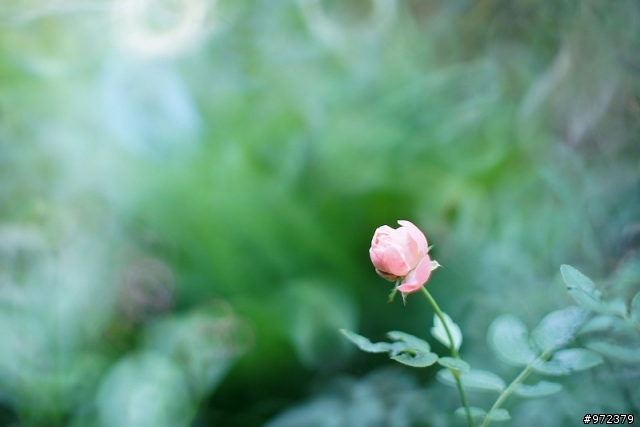 sony a33+Minolta超老鏡頭