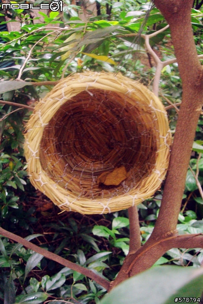 縣長：你的鳥鳥呢!?