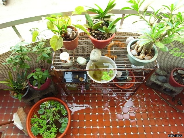 分享一下 我家的花花草草跟小魚兒