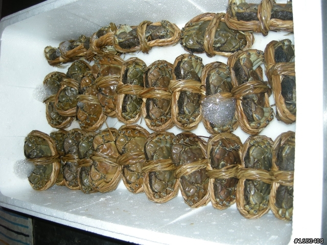 10/8太平洋第一次用蟲標 ~