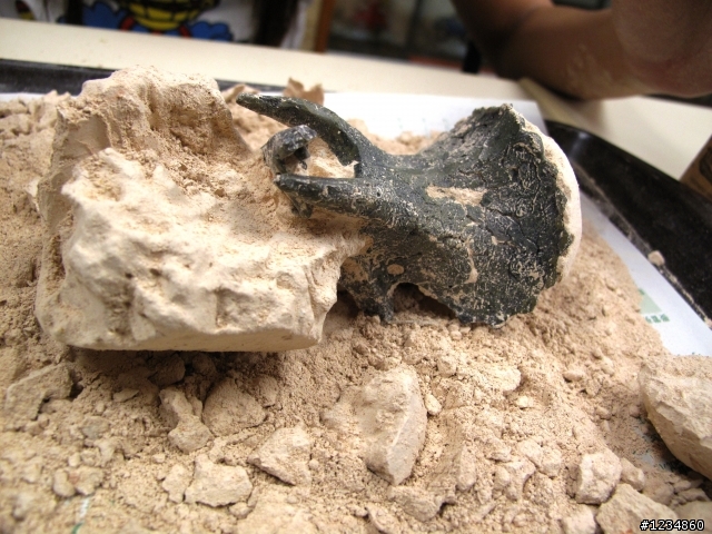 三角龍恐龍化石(算逸品嗎?)