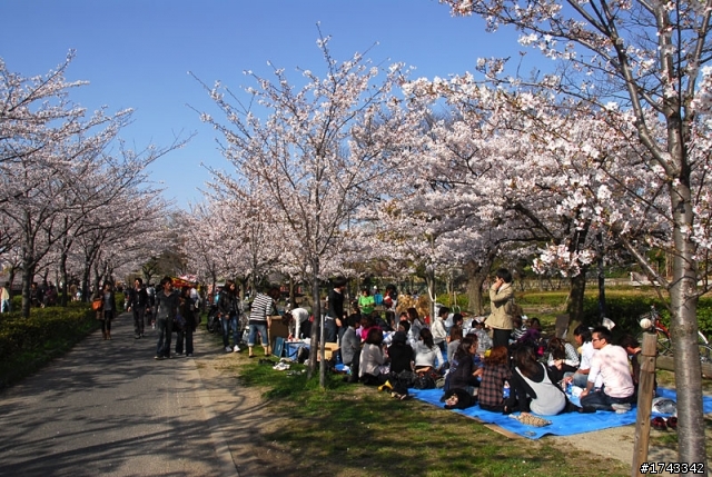 2010．關西．花見