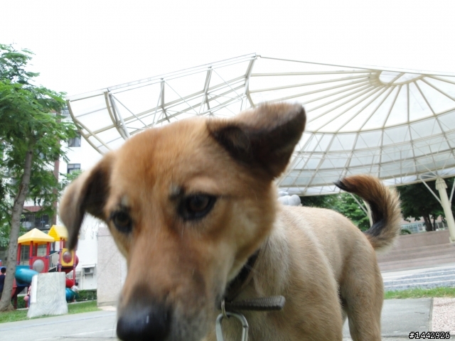 有住在桃園的人想養狗狗嗎?