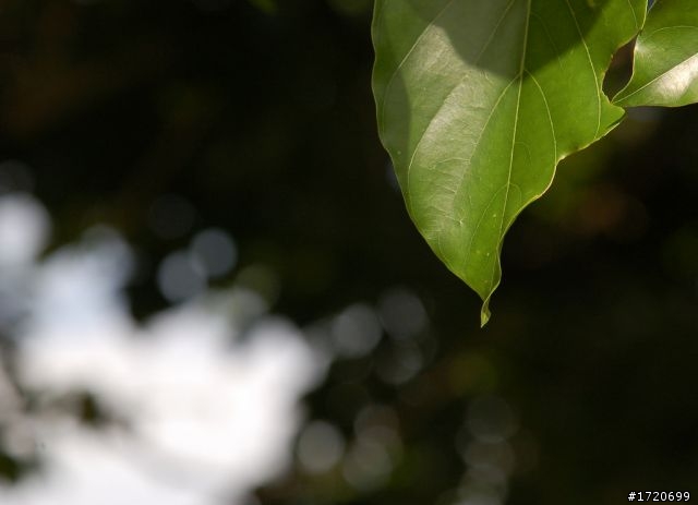 NIKON 24-120 mm F/4G VR N 開箱