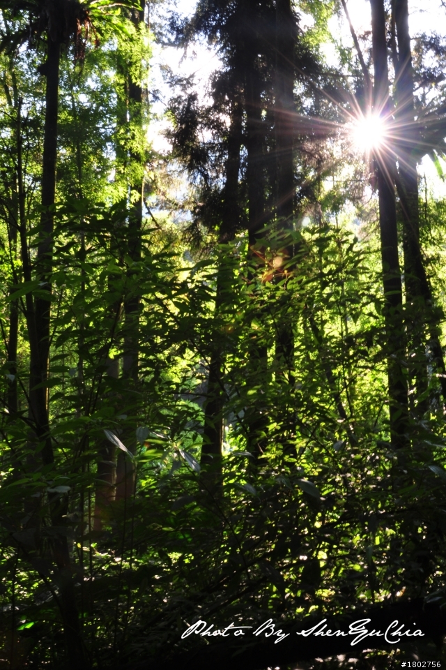 D90新手"溪頭"試拍~不知道大家有沒有興趣為"溪頭"這景點蓋樓~