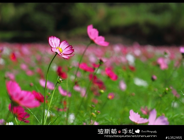 新竹-攝影景點分享~波斯菊花海不用跑到台中了!