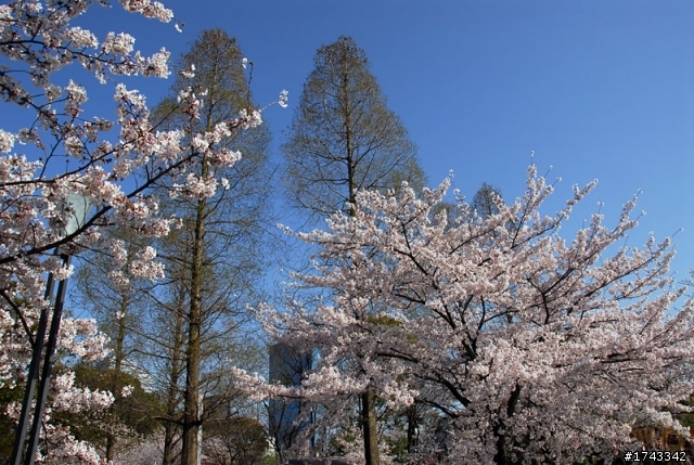 2010．關西．花見
