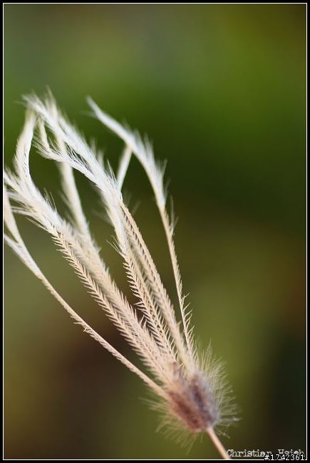 TAMRON 90mm MARCO 購入試拍