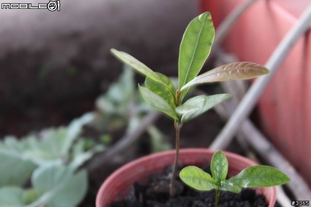 請問有人知道這是什麼植物嗎?