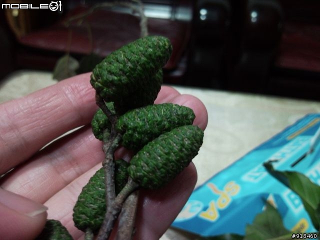 不知名樹木求問?