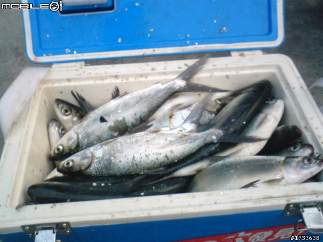 下次再叫我殺虱目魚,我翻臉哦