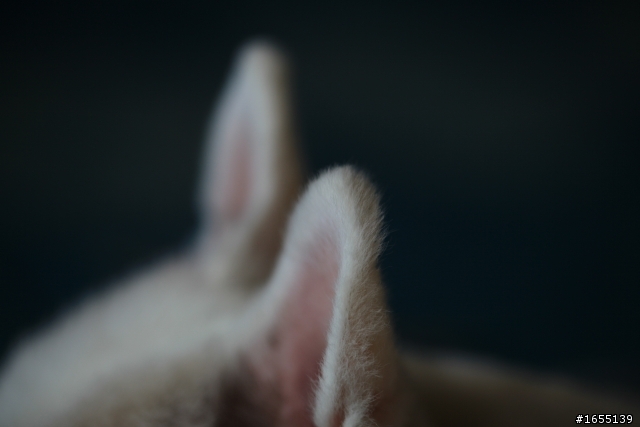 簡單開箱EF100mm F2.8L MACRO IS USM