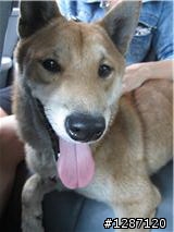 【已認養 ^^】北投石牌一帶撿到公柴犬 無晶片 有照片!! 請大家幫幫忙 感謝!!!