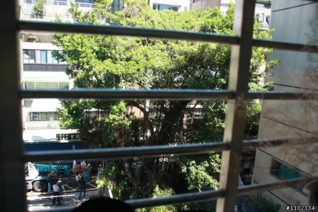 搶救老樹大作戰
