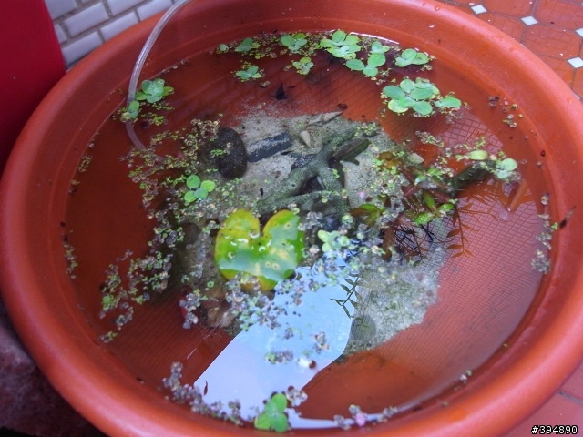 分享一下 我家的花花草草跟小魚兒